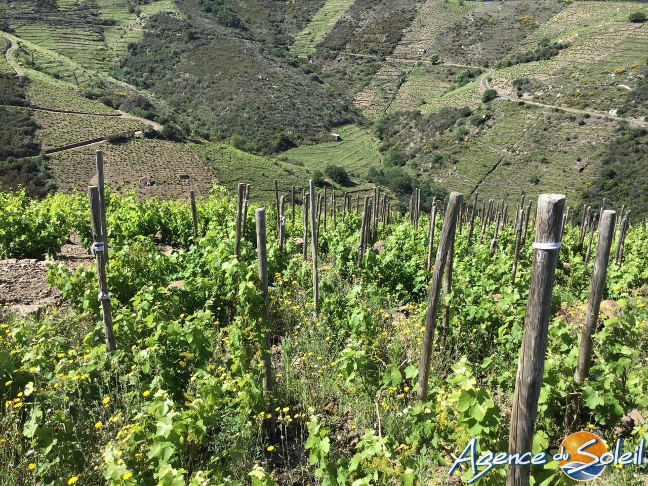 Terrain  - BANYULS SUR MER