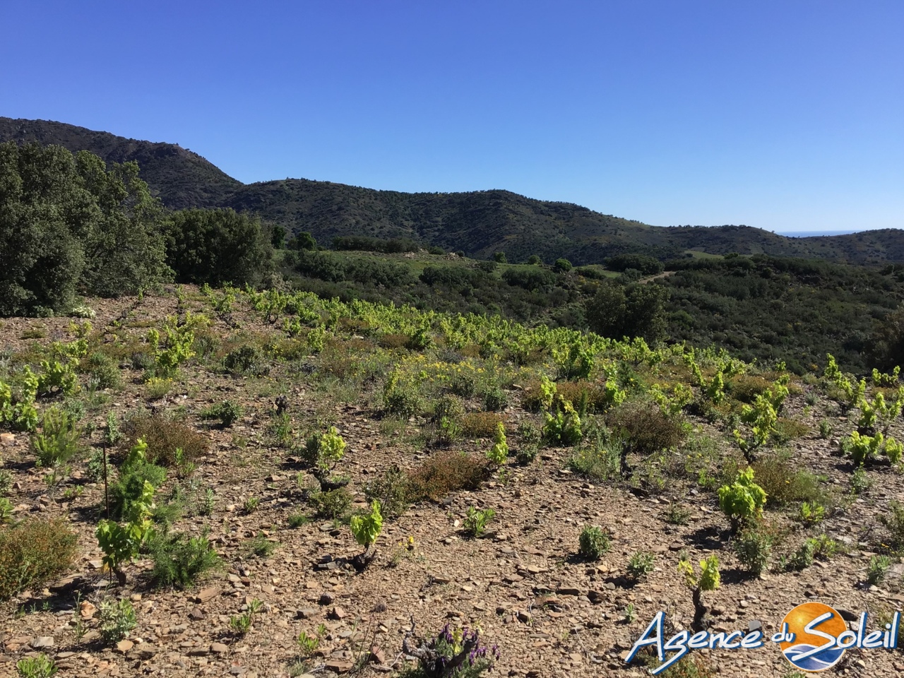 Terrain  - BANYULS SUR MER