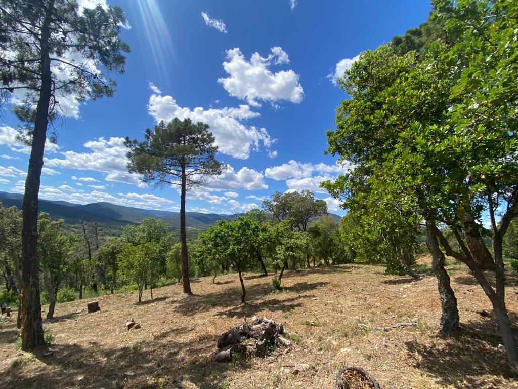 Terrain  - 2 523m² - GRIMAUD