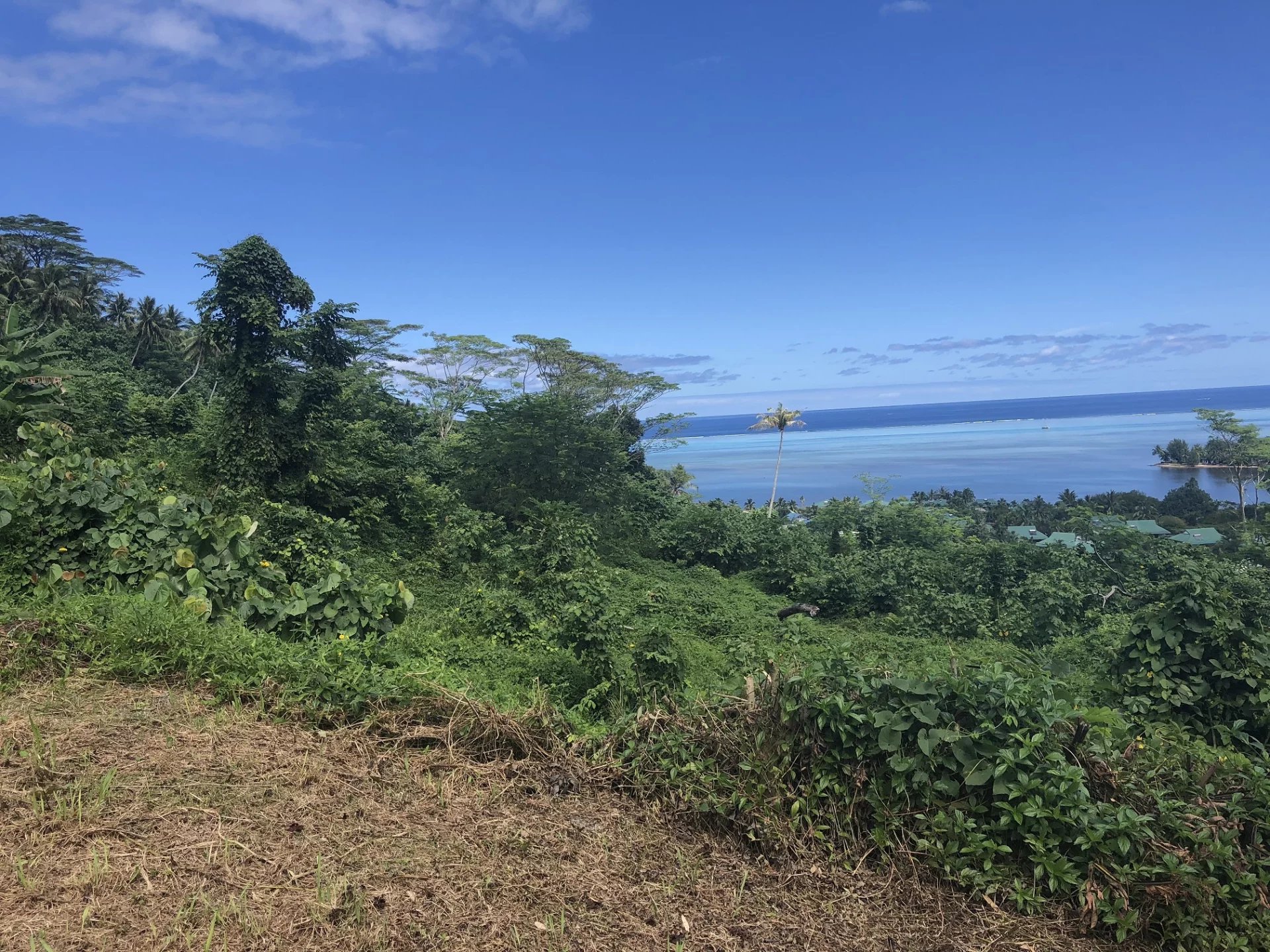 Terrain  - 2 900m² - MOOREA MAIAO