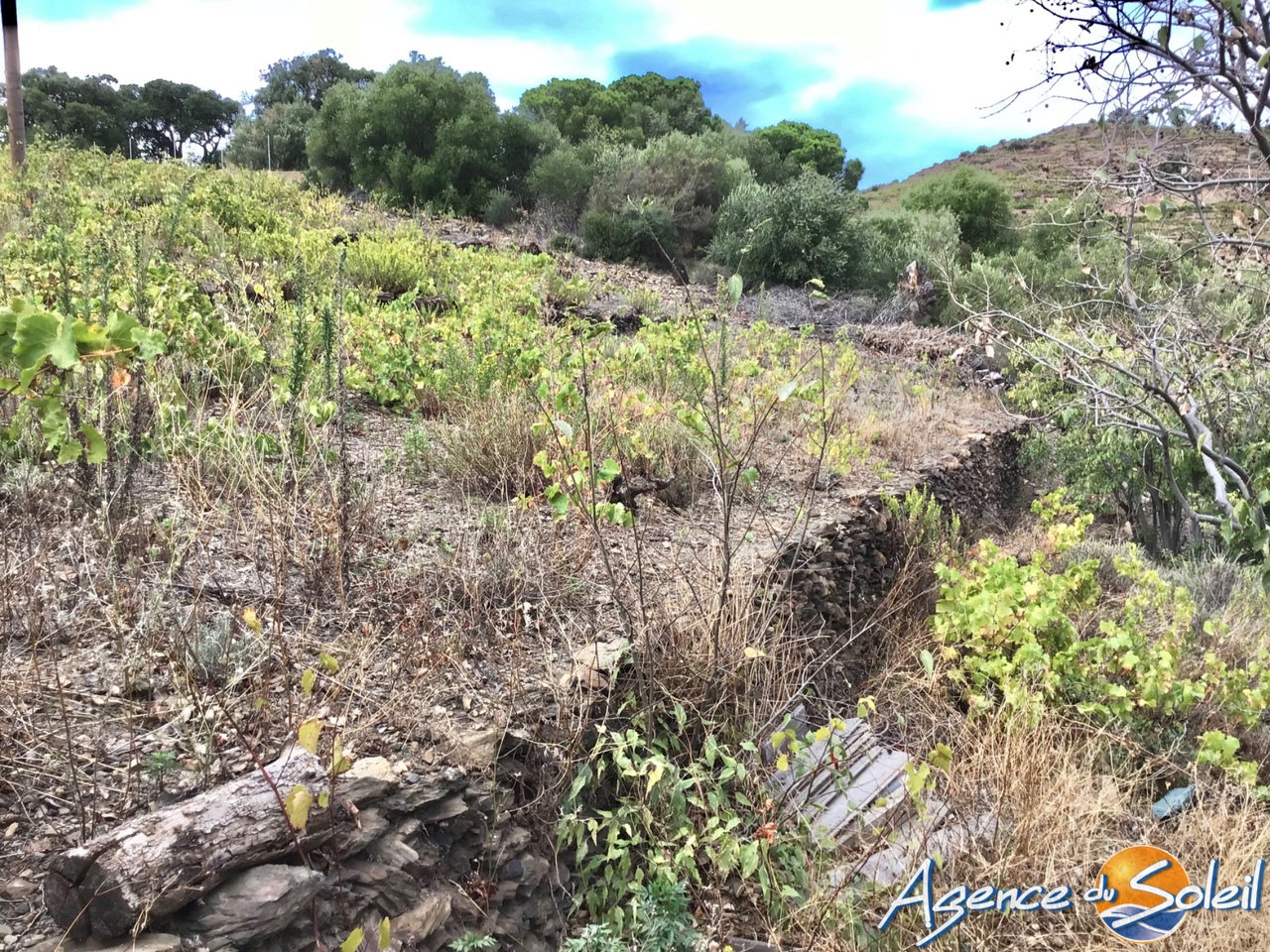 Terrain  - BANYULS SUR MER