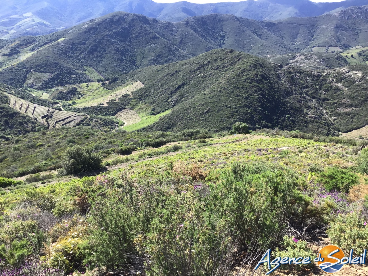 Terrain  - BANYULS SUR MER