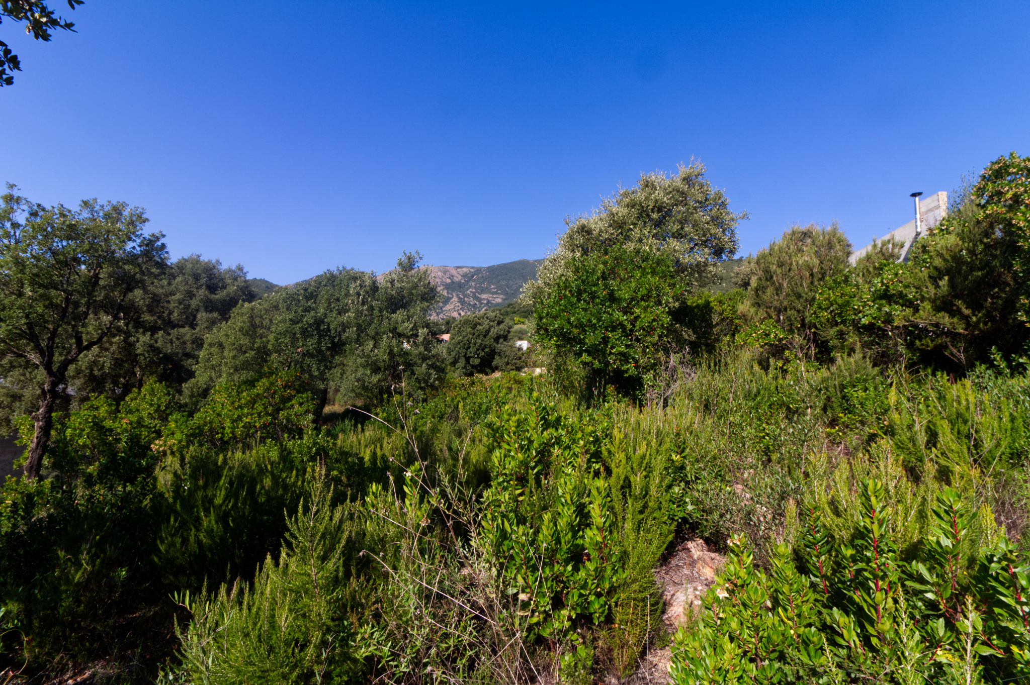 Terrain  - 961m² - AJACCIO