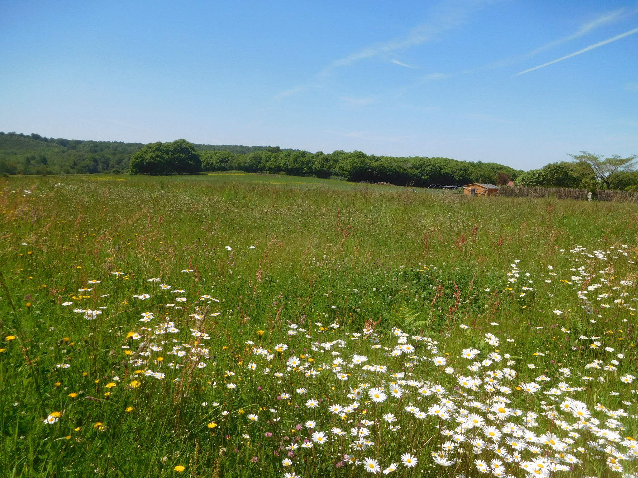 Terrain  - 3 191m² - ST YRIEIX LA PERCHE