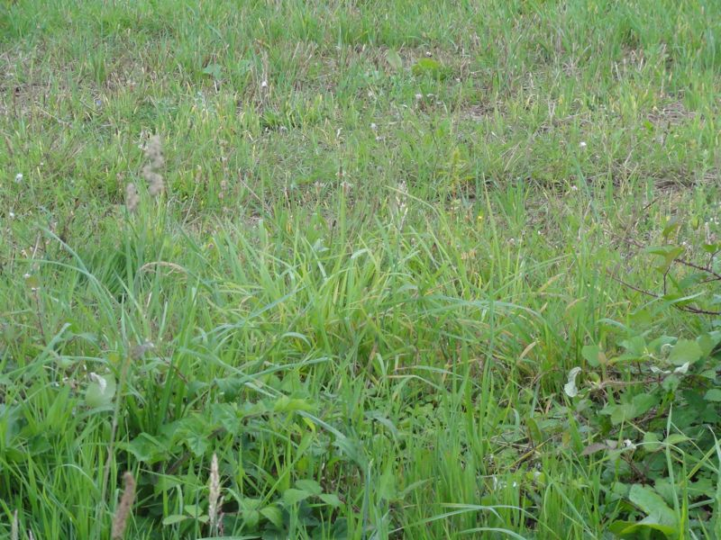Terrain  