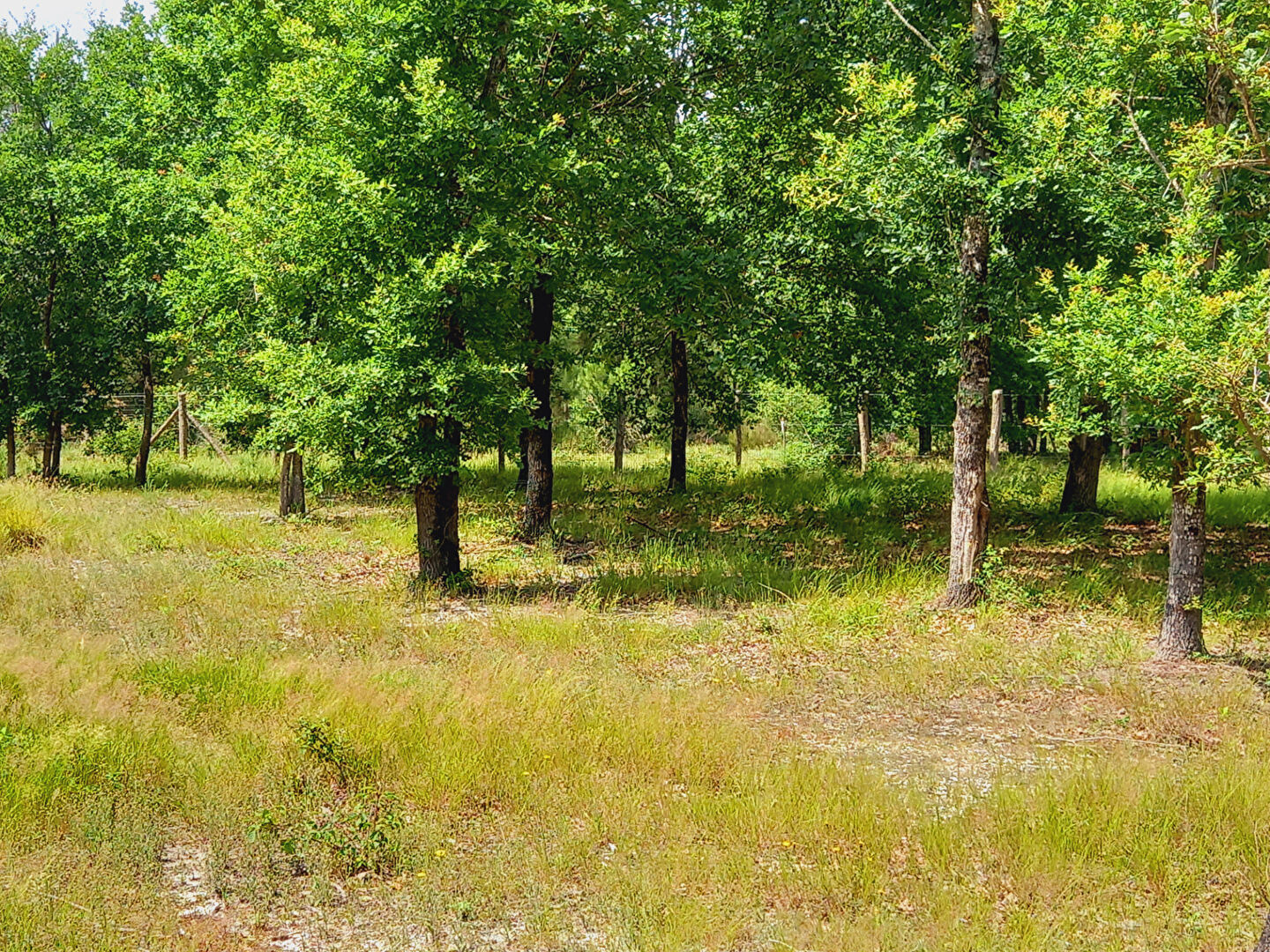 Terrain 725 m² · à Parentis-en-Born · 725 m² · 182 700 €